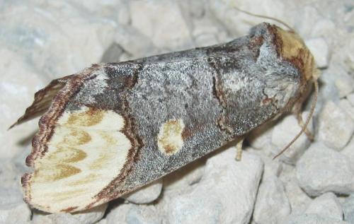 Phalera bucephaloides